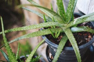 Mon aloe vera devient marron