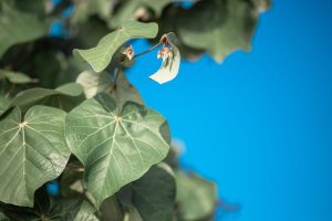 Paulownia