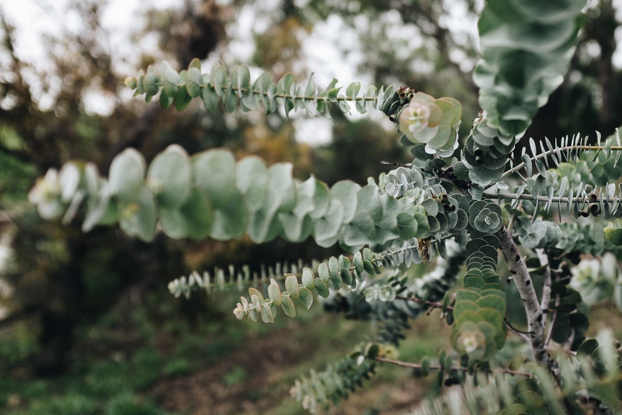 Eucalyptus