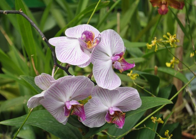 Feuilles molles d’orchidée