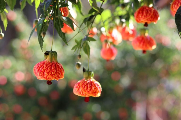 Abutilon