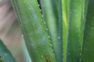 Aloe vera rouge
