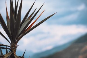Couper un tronc de yucca pourri
