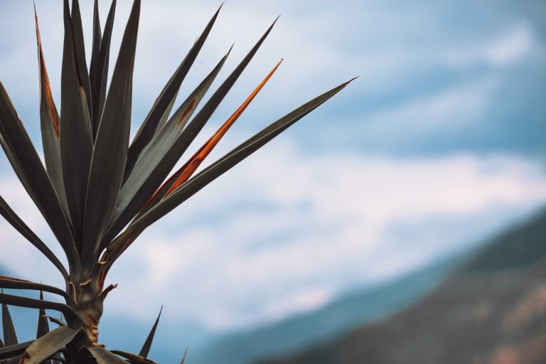 Couper un tronc de yucca pourri
