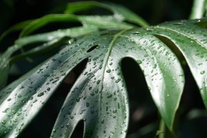 Monstera qui pleure