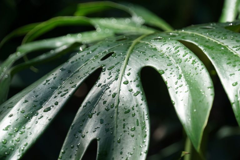 Monstera qui pleure