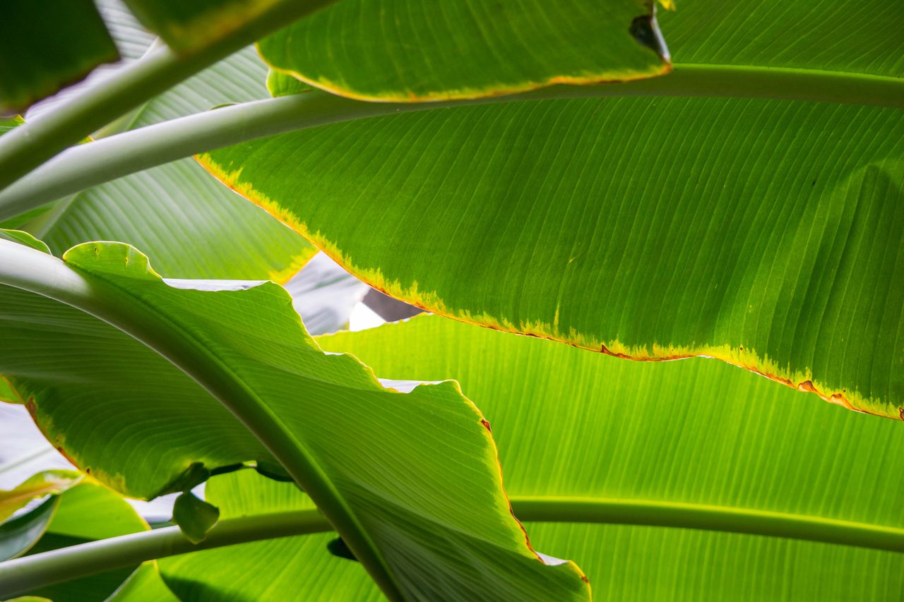 Feuilles de bananier