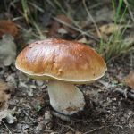 Faux cèpes dangereux