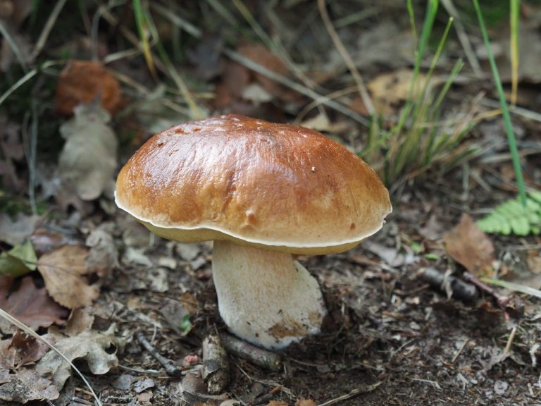 Faux cèpes dangereux
