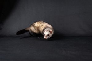 Fouine ou furet
