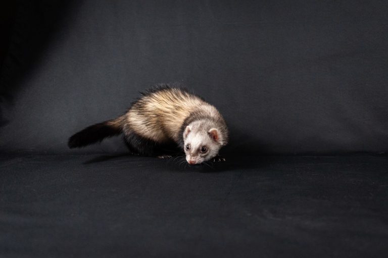 Fouine ou furet