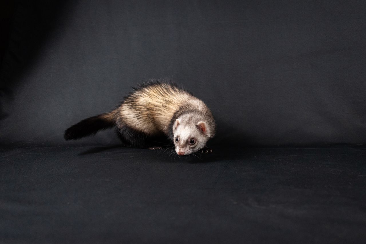 Fouine ou furet
