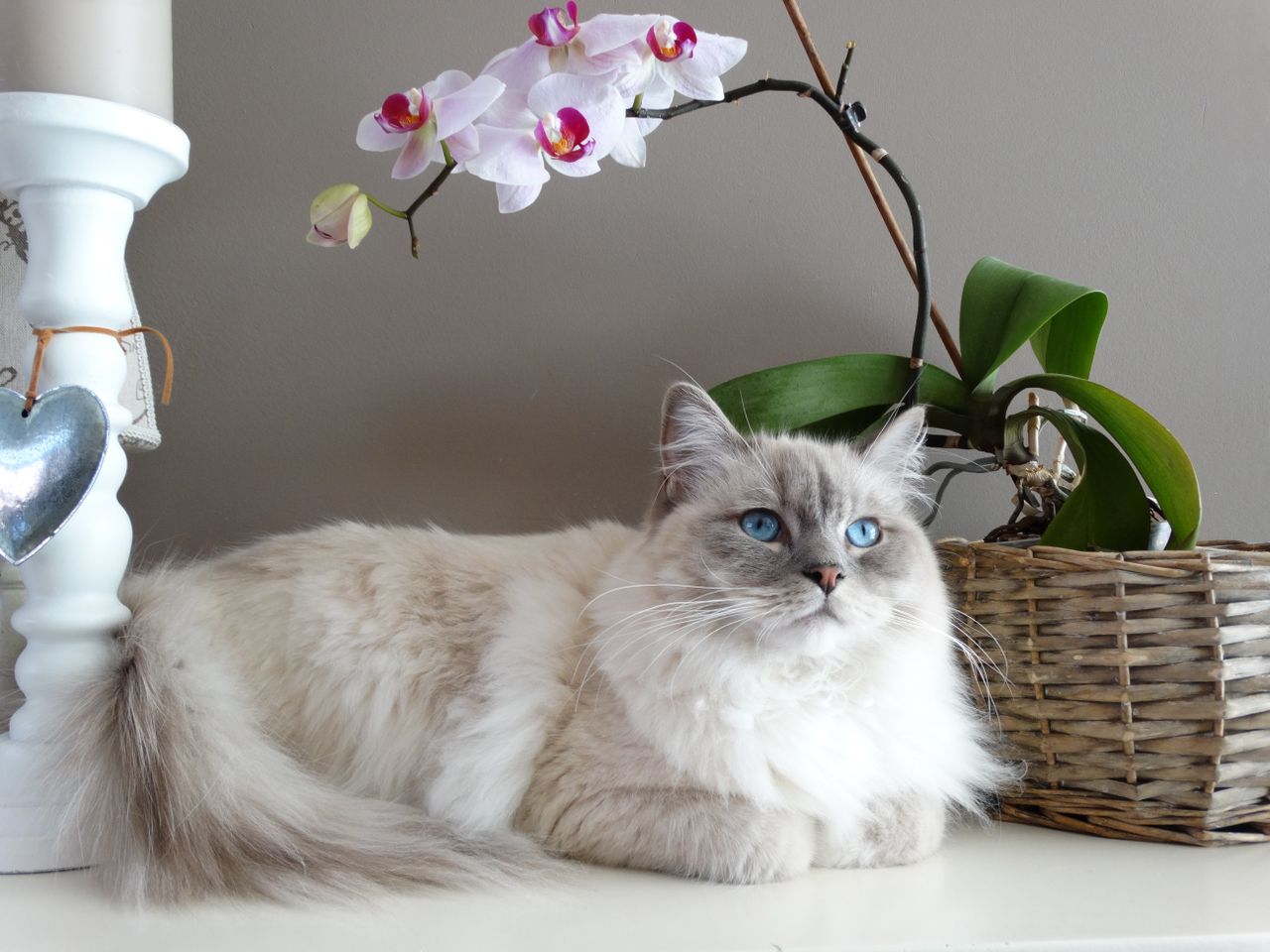 Orchidée et chat