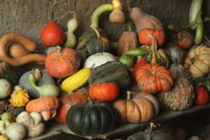 Variétés de courges