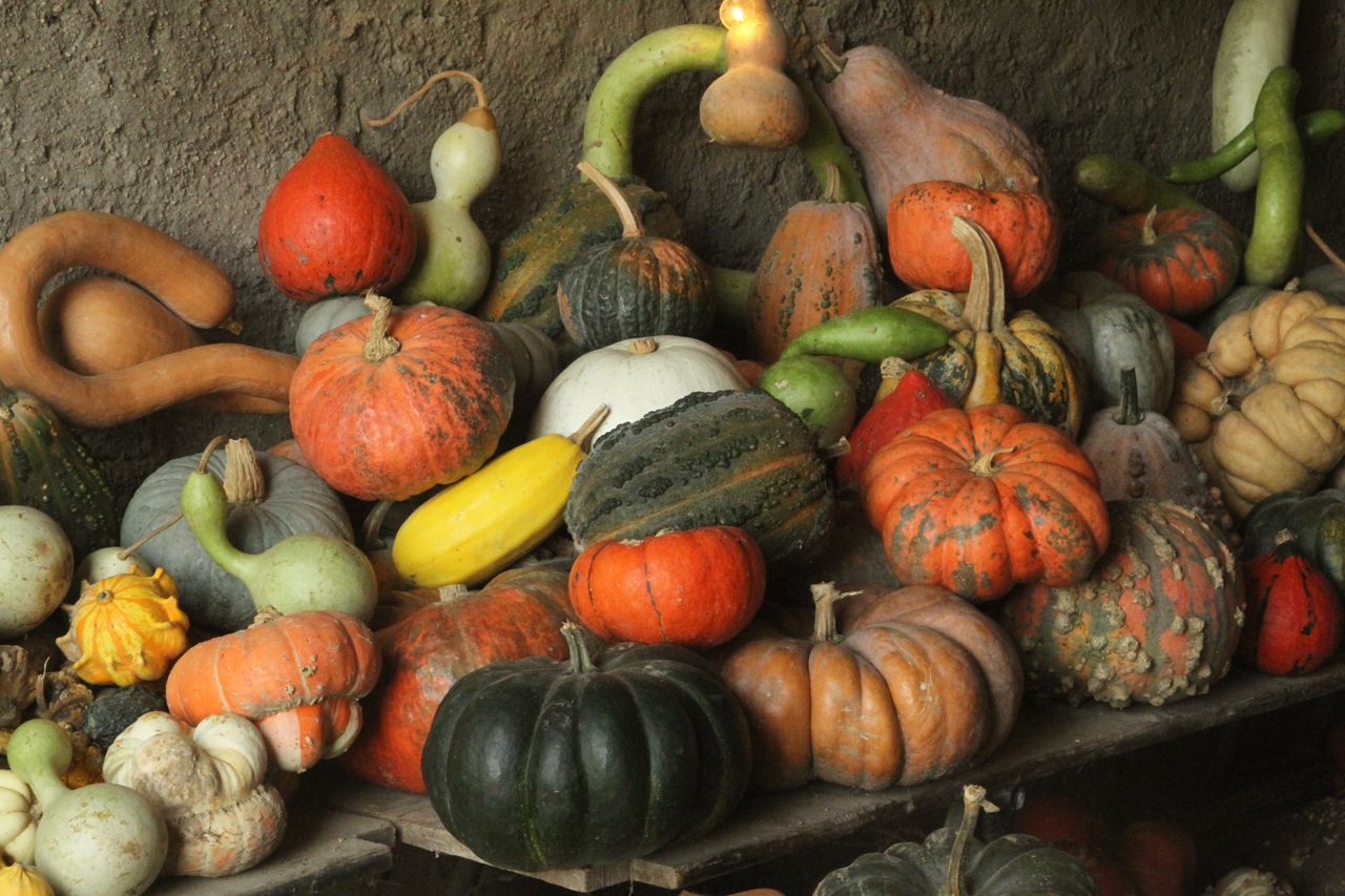 Variétés de courges
