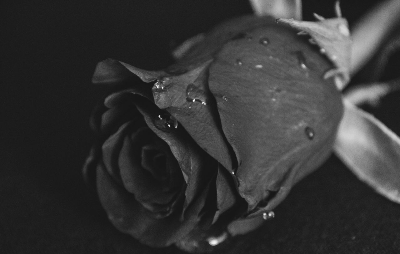 Rose noire